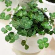 ヒメ日記 2026/02/01 17:09 投稿 チェリー 鶯谷デッドボール