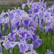 ヒメ日記 2026/02/10 05:09 投稿 チェリー 鶯谷デッドボール