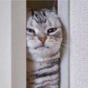 チェリー お知らせ🔊 鶯谷デッドボール