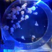 ヒメ日記 2025/10/20 11:01 投稿 はる 浜松駅前ちゃんこ