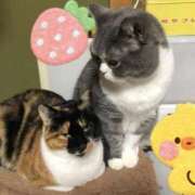 ヒメ日記 2025/10/25 15:19 投稿 はる 浜松駅前ちゃんこ