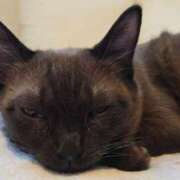 ヒメ日記 2026/03/15 12:03 投稿 はる 浜松駅前ちゃんこ