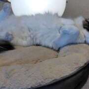 ヒメ日記 2026/03/17 19:44 投稿 はる 浜松駅前ちゃんこ