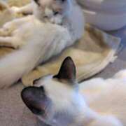 ヒメ日記 2026/04/09 13:57 投稿 はる 浜松駅前ちゃんこ