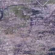 ヒメ日記 2026/03/28 13:20 投稿 みみ 熟女の風俗最終章 西川口店