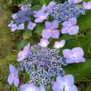 ヒメ日記 2025/06/17 07:48 投稿 りさ 熟女の風俗最終章 西川口店