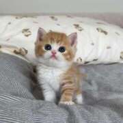 ねこ 💓‪今週平日も出勤する💓‪ とある風俗店♡やりすぎさーくる新宿大久保店♡で色んな無料オプションしてみました