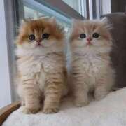 ねこ お知らせ⋆͛📢⋆ とある風俗店♡やりすぎさーくる新宿大久保店♡で色んな無料オプションしてみました