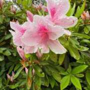 ヒメ日記 2025/08/26 18:30 投稿 あやね 快楽夫人