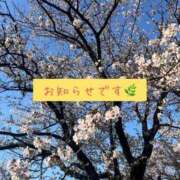 ヒメ日記 2025/04/19 11:30 投稿 みな ドッチパイモミ 越谷店