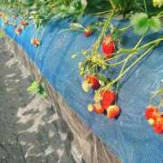 ヒメ日記 2025/04/17 18:23 投稿 リン 大牟田デリヘル倶楽部