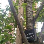 ヒメ日記 2025/04/22 19:09 投稿 らむ 白いぽっちゃりさん五反田店