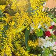 三藤わかな ｍｉｍｏｓａ ローテンブルク