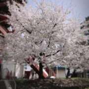 かぐら 桜が綺麗でしたよ🌸✨ BAD COMPANY 札幌