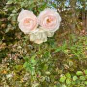 ヒメ日記 2025/10/26 16:33 投稿 かぐら BAD COMPANY 札幌