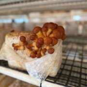 ヒメ日記 2024/12/11 14:45 投稿 えみり 脱がされたい人妻 厚木店