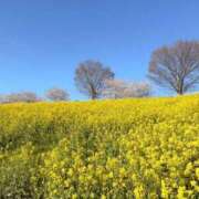 ヒメ日記 2025/04/07 10:01 投稿 えみり 脱がされたい人妻 厚木店