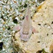 ヒメ日記 2025/08/22 17:11 投稿 あゆみ 脱がされたい人妻 厚木店