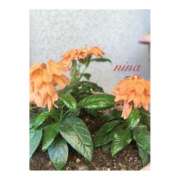 ヒメ日記 2025/01/09 21:37 投稿 にな 東京人妻セレブリティ（ユメオト）