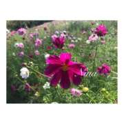 ヒメ日記 2026/03/07 13:19 投稿 にな 東京人妻セレブリティ（ユメオト）