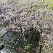 ヒメ日記 2025/07/24 10:24 投稿 みゆ 諭吉専科