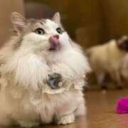 ヒメ日記 2025/01/10 06:00 投稿 にいな 世界のあんぷり亭 新宿総本店