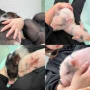 ヒメ日記 2025/04/14 21:01 投稿 にいな 世界のあんぷり亭 新宿総本店