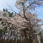 ヒメ日記 2025/04/24 20:22 投稿 こむぎ SOAPLAND LOVE FACTORY