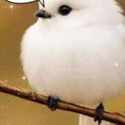 ヒメ日記 2025/11/10 08:00 投稿 りんこ 佐賀人妻デリヘル 「デリ夫人」