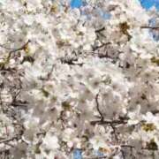 ヒメ日記 2026/05/11 04:58 投稿 桜（さくら） 細身王道ゆく美女 aroma ace.