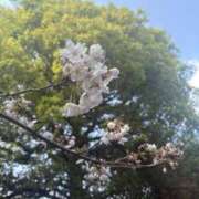 ヒメ日記 2025/03/31 07:08 投稿 るる ANGEL KISS 池袋