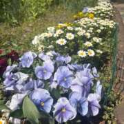 ヒメ日記 2025/04/03 14:27 投稿 るる ANGEL KISS 池袋