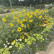 ヒメ日記 2025/07/25 17:22 投稿 るる ANGEL KISS 池袋