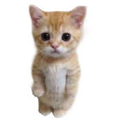 ヒメ日記 2025/08/11 00:21 投稿 ありす ドリーム水戸