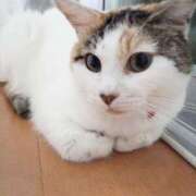 ヒメ日記 2025/10/20 08:55 投稿 秋月　りりこ 三丁目の奥様（東京ハレ系）