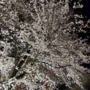 もえ お花見♡ 栃木宇都宮ちゃんこ