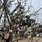 ヒメ日記 2025/03/04 10:16 投稿 あおい 人妻花かんざし