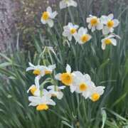 ヒメ日記 2025/03/22 08:55 投稿 あおい 人妻花かんざし