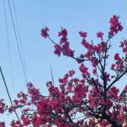 ヒメ日記 2025/03/26 08:46 投稿 あおい 人妻花かんざし