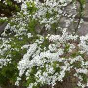 ヒメ日記 2025/03/27 08:37 投稿 あおい 人妻花かんざし