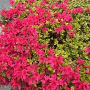 ヒメ日記 2025/04/11 08:28 投稿 あおい 人妻花かんざし