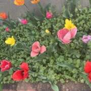 ヒメ日記 2025/04/15 09:19 投稿 あおい 人妻花かんざし