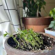 ヒメ日記 2025/07/01 10:18 投稿 あおい 人妻花かんざし