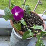 ヒメ日記 2025/07/23 08:49 投稿 あおい 人妻花かんざし