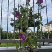 ヒメ日記 2025/08/09 08:55 投稿 あおい 人妻花かんざし