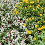 あおい お寒うございます 人妻花かんざし