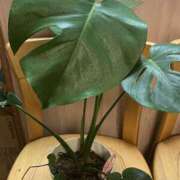 あおい ガマンできなかったのです 人妻花かんざし