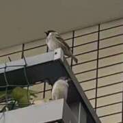 ヒメ日記 2026/01/13 08:56 投稿 あおい 人妻花かんざし