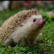 ヒメ日記 2025/04/10 10:40 投稿 蝶野　すみれ 昼下がりの情事