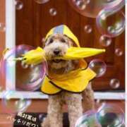 ヒメ日記 2025/04/13 10:40 投稿 蝶野　すみれ 昼下がりの情事